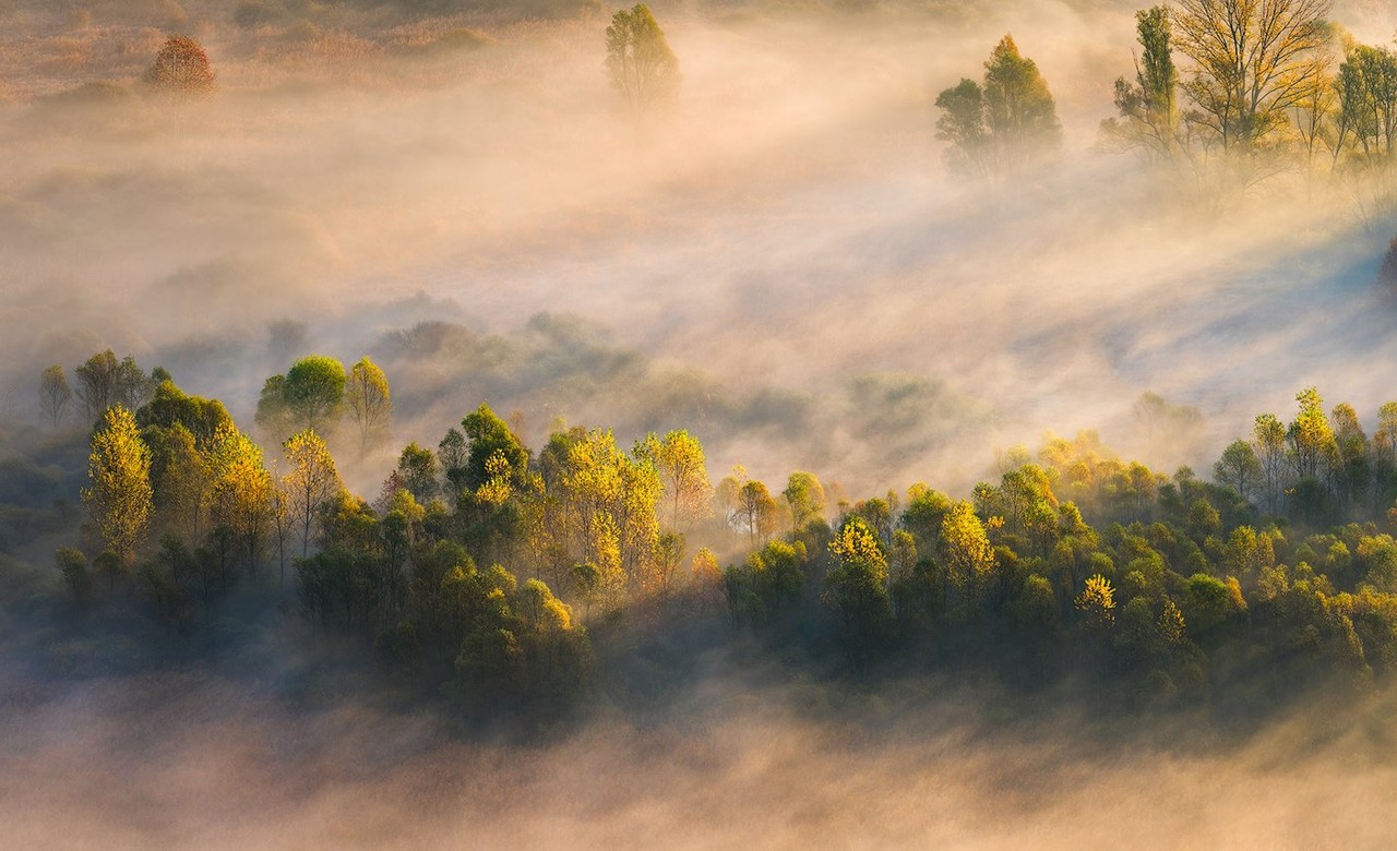 Diagonal shafts of sunlight pass through mist above yellow and green foliage.