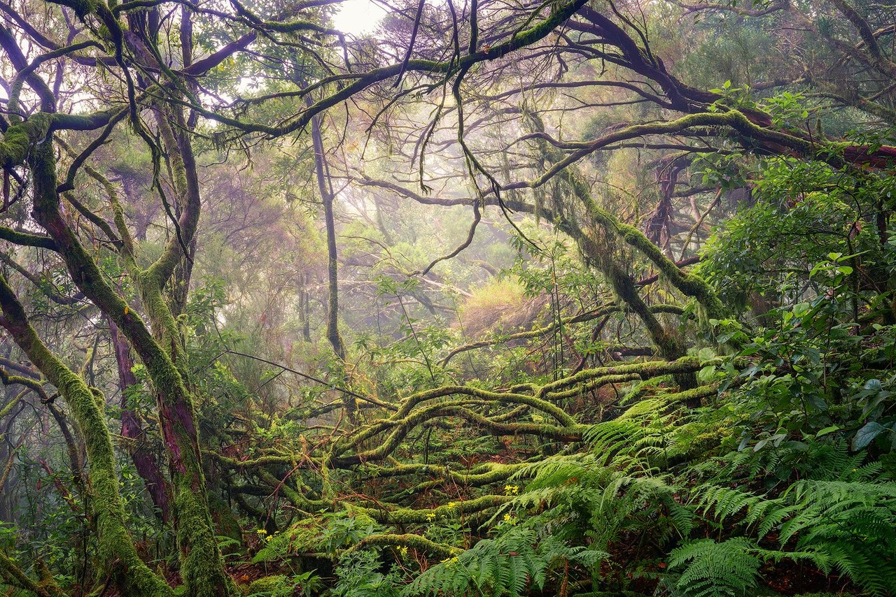 Moss-covered branches and trunks fill a dense, green laurel rainforest.