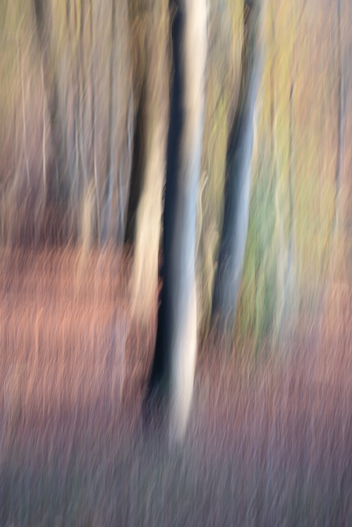 Tree trunks sweep into vertical bands of warm brown, blue and green.