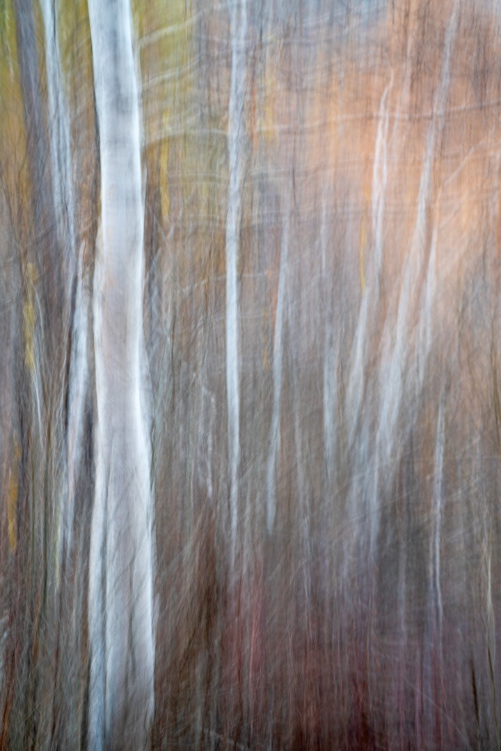 A bright tree trunk and surrounding woodland dissolve into soft vertical streaks of movement.