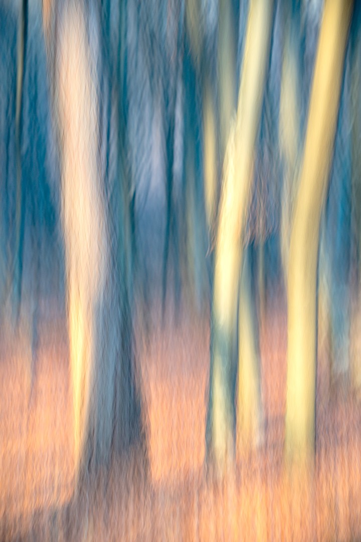 Warm golden and peach light glows through vertical blue forest forms.