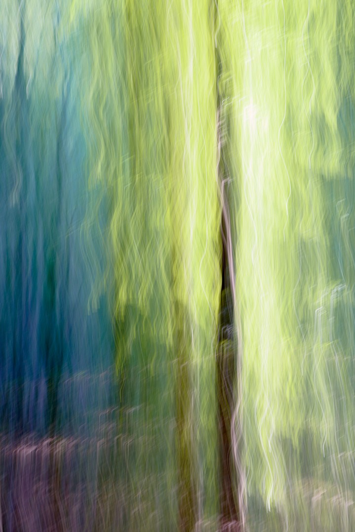 Green and blue forest light streams vertically around a dark central tree trunk.