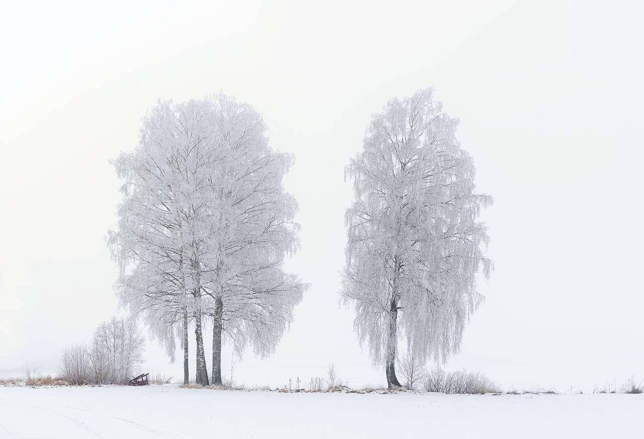 Two frost-covered trees stand alone in a pale winter landscape.