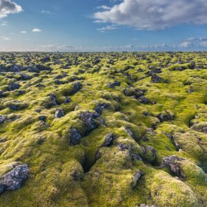 iceland moss