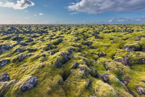 iceland moss