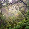 tenerife laurosilva forest