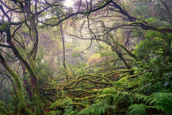 tenerife laurosilva forest